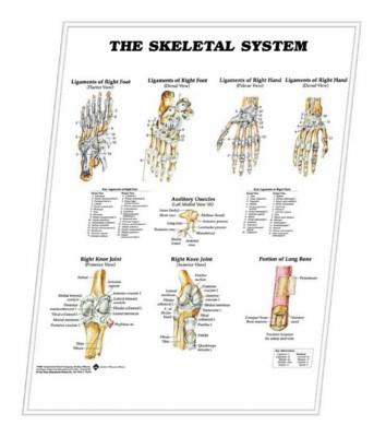 3D ANATOMICAL CHART THE SKELETAL SYSTEM