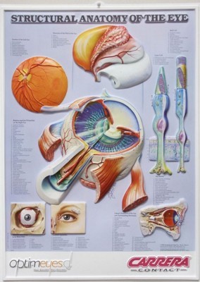 3D ANATOMICAL CHART STRUCTURAL ANATOMY OF THE EYE