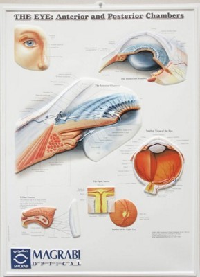3D ANATOMICAL CHART THE EYE - Anterior And Posterior Chambers