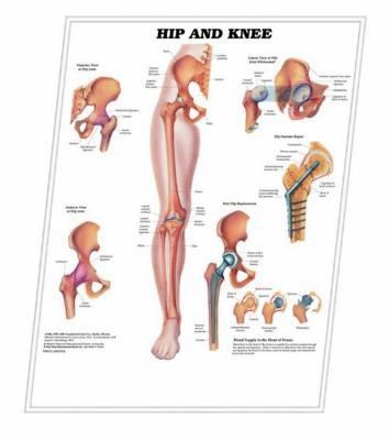 3D ANATOMICAL CHART HIP AND KNEE
