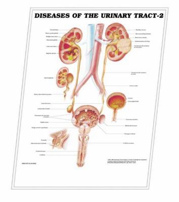 3D ANATOMICAL CHART OF THE URINARY TRACT