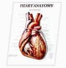 3D ANATOMICAL CHART HEART ANATOMY