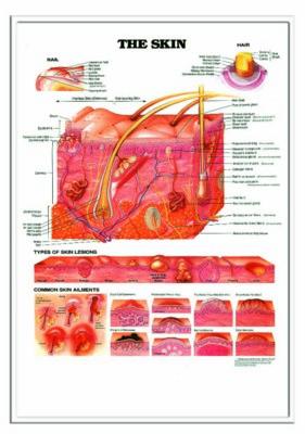 3D ANATOMICAL CHART THE SKIN AND COMMON DISORDERS